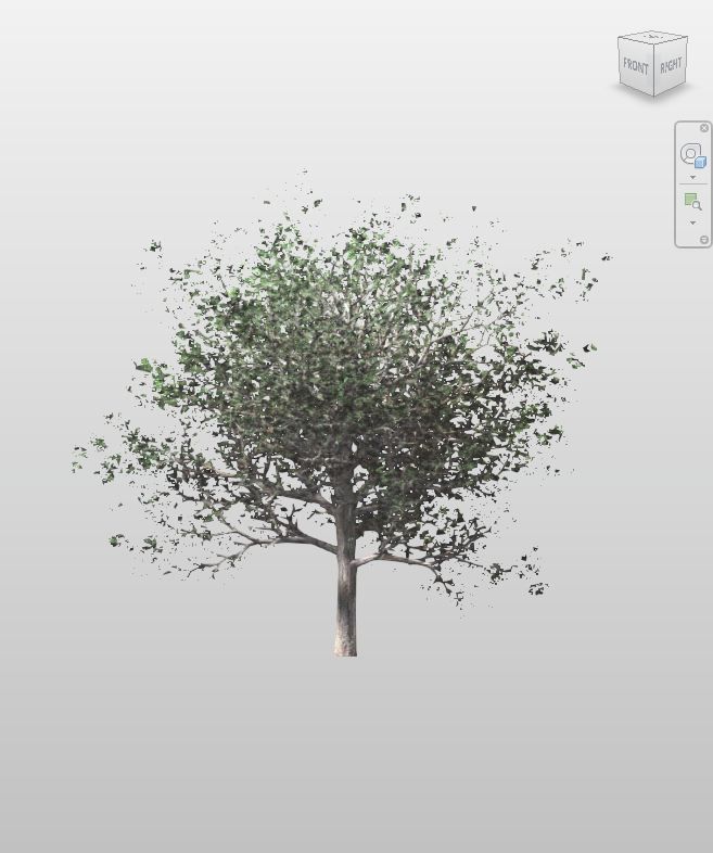 Scarlet Oak Tree Revit Family Download | Boracity