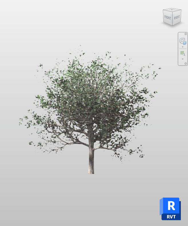 Scarlet Oak Tree Revit Family Download | Boracity